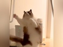 叱られると、いつも机の下に隠れてしまう猫→持ち上げてみた結果…思った以上に『感情がダダ漏れな様子』に反響「可哀想すぎてかわいいｗ」