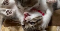猫用こたつの上で子猫のきょうだいが『ニャンプロ』した結果…微笑ましい光景に癒される人が続出「幸せな気持ちになった」「わちゃわちゃが大好き」