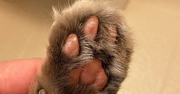 肉球周りの毛が伸びていた猫→丁寧に整えた結果…「天才すぎるでしょ」見違えるビフォーアフターに２万いいね「とっても綺麗」と絶賛の声続出