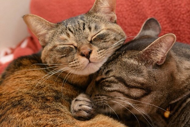 二匹で安心して寝ている猫