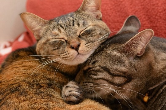 猫の相性は『性別』によって違うの?3つの組み合わせ別に傾向や注意点を解説