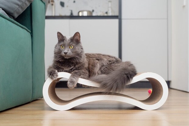 爪とぎの上でくつろぐ猫