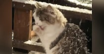 ウッドデッキで『雪を楽しむ北欧猫ちゃん』…心奪われる人が続出の『素敵すぎる光景』が70万再生「雪がよく似合うね」「めっちゃかわいい」