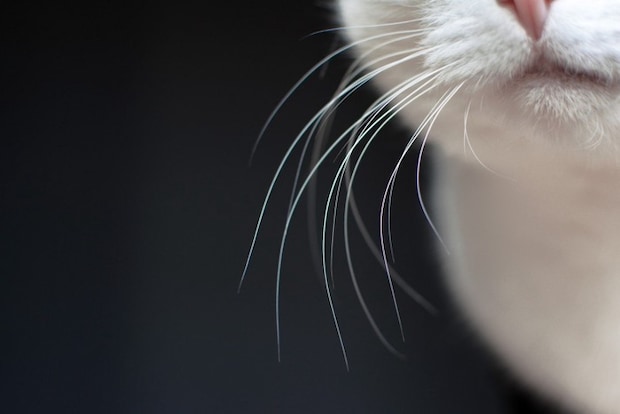 リラックスモードの猫のひげ