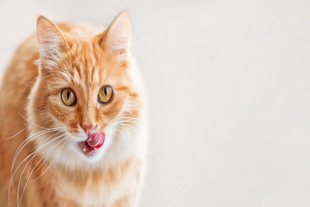 舌なめずりする猫