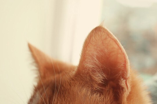 猫の『五感』は人間とどのくらい違うの？　5つの感覚別に能力差をご紹介