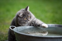猫が『水を苦手』とするのはどうして？慣れてもらうための方法3つ