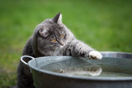猫が『水を苦手』とするのはどうして？慣れてもらうための方法3つ