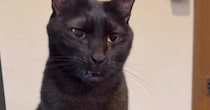 『あくびしないの』と聞かれた黒猫→次の瞬間…普段とは違う『まさかすぎる口の動き』が96万再生「スッキリしないｗ」「大爆笑」「ニヤけたｗ」