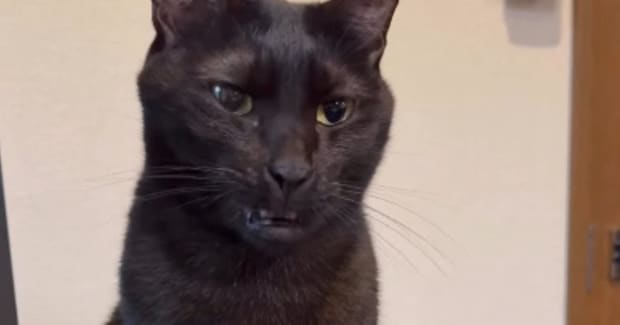 『あくびしないの』と聞かれた黒猫→次の瞬間…普段とは違う『まさかすぎる口の動き』が96万再生「スッキリしないw」「大爆笑」「ニヤけたw」
