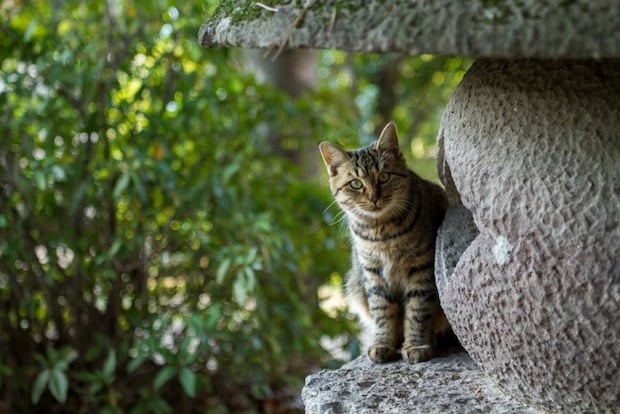 猫が音におびえている様子