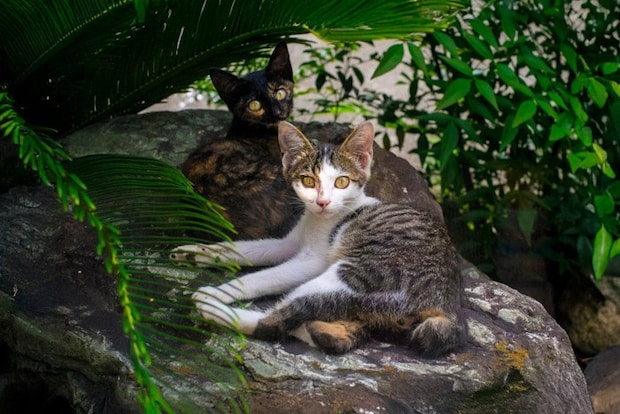 近づいた人を観察する猫たち