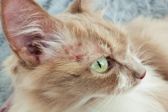 猫にとって危険な『アレルギー』4選　命に関わる可能性も…症状や対処法まで解説