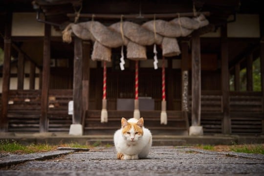 世界中で語り継がれる『猫の神様』3選　人々が猫を崇拝してきた理由も解説