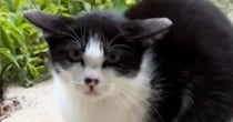 庭に遊びに来ていた『険しい顔つきの子猫』→保護された結果…1か月後の『劇的な変化』に感動の声「表情が全然違う」「愛されてる顔してる」