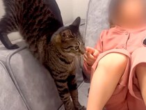 保育園帰りでテレビに夢中な女の子→どうしても構ってほしいネコが…愛おしすぎる『健気な行動』が26万再生「前世で姉妹かも」「大好きなんだね」