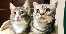 生後３か月ごろに出会った『２匹の猫』→仲良しになって『８年』が経つと……尊すぎるビフォーアフターに反響「すごい」「仲良しでいいな」