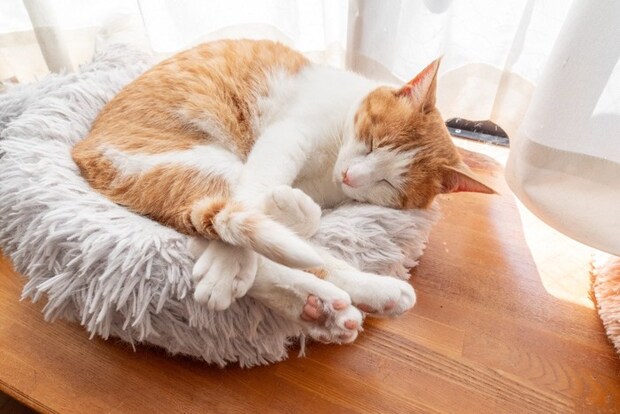 窓辺でのんびり過ごす猫