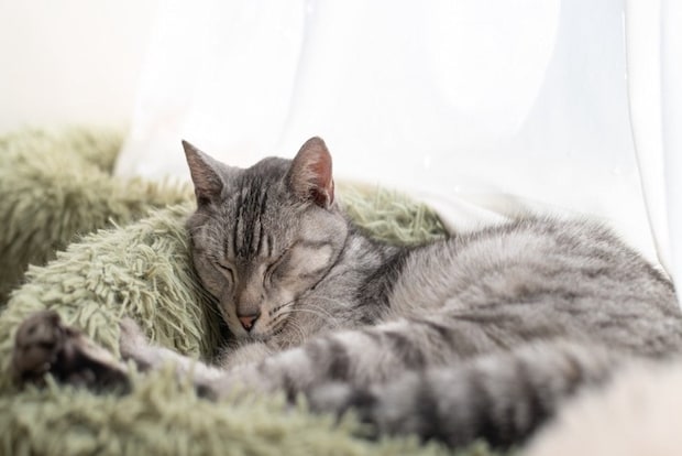 窓辺で眠る可愛い猫