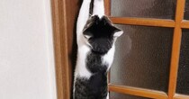 ドアの前で『二足立ち』する猫→両方のおててを伸ばして…とんでもなく賢い『驚きの行動』に３万いいね「天才」「人のことよく見てるんだねｗ」