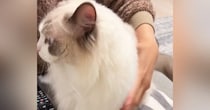 かまってアピールしてきた猫→両手でそっと持ち上げたら…予想外の『可愛すぎる展開』が42万再生「違うって言ってそうｗ」「苦情が出てるｗ」