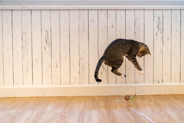 フローリングの上で遊ぶ猫