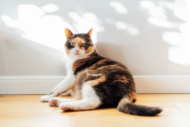 壁際で振り返る猫