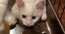 ボス猫と共に生活していた子猫→保護されて、家族に迎えられると…立派に成長した『現在の様子』に「幸せそう」「凛々しく大きくなったね」と反響
