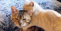 優しいおじいちゃん猫に『育てられた子猫』→大きくなると……心温まる『現在の様子』が54万再生「愛おしくて泣ける」「ほっこりした」