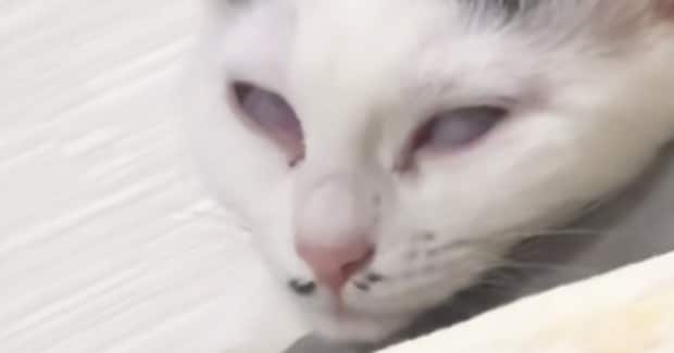 白目になって『爆睡し始めた猫』→心配したお父さんが……母爆笑の『慌てぶり』に「夜中に見たらダメなやつｗ」「おかえりで吹いた」の声