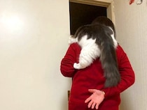 母から『抱っこできないよ』と言われた猫→諦めきれず…あまりにも『必死すぎる光景』が47万表示「何もかもがかわいい」「柏餅みたいだな」