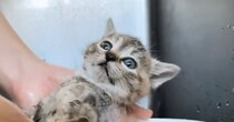 体が汚れていた保護子猫→『初めてのシャンプー』をしてみると……可愛すぎる光景に「最高だねｗ」「きれいになって良かったｗ」と反響