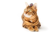 猫との暮らしにおける『今と昔の違い』5つ　健康管理や生活環境など大きく変化したこととは