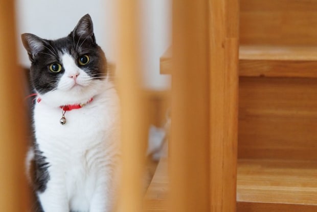 隙間から覗く猫