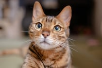 猫が『下心を抱いている』ときの行動3つ　愛猫が密かに企んでいることもご紹介
