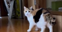 三毛猫が撮影されていることに気が付いて…次の瞬間→想像を超えてくる『尊い光景』が15万再生「悶絶した」「画面から飛び出してきてほしい」