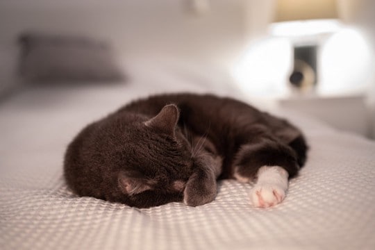 猫が高確率で命を落とす『危険な感染症』4つ 主な症状から予防法まで解説