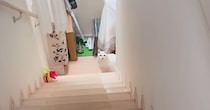 朝起きると、階段下で待っていた猫→『おはようを言いに来たの？』と聞いてみたら…尊い瞬間に「お兄ちゃん大好きなんだね」「律儀」と14万再生