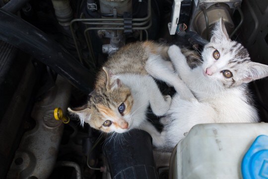 車に乗る前に欠かせない『猫バンバン』とは？猫たちの命を守るために確認すべきこと