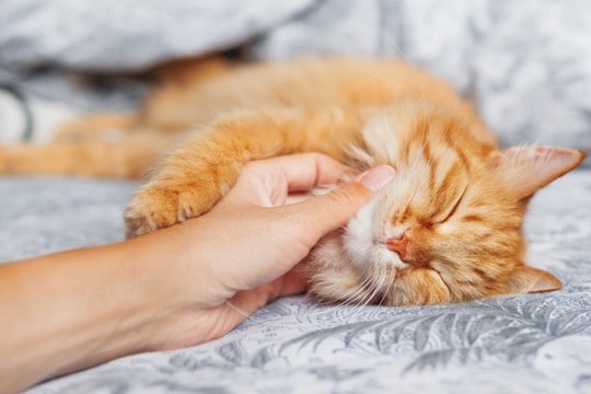 猫が『眠たい』と感じているときのサイン6つ　飼い主が心がけるべき配慮や接し方まで