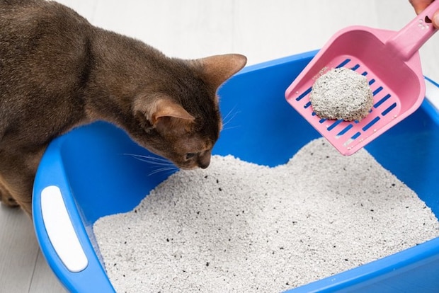 スコップの砂のかたまりとトイレを覗き込む猫