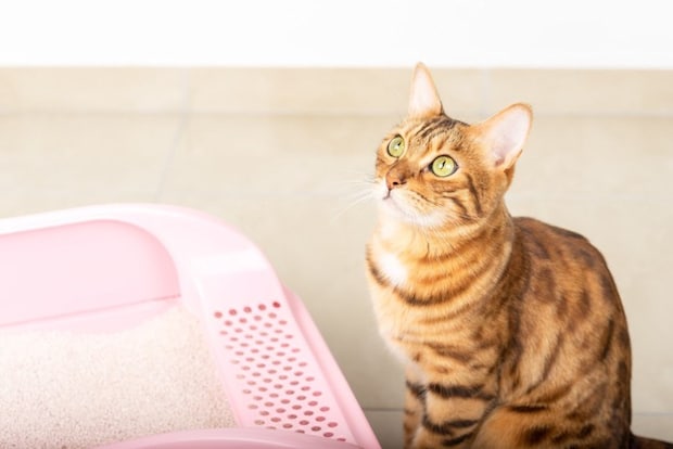 トイレのそばで見上げている猫