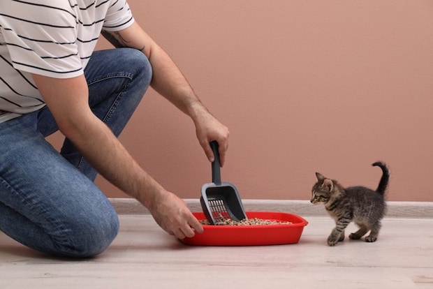 トイレの掃除をする人とそれを見ている子猫