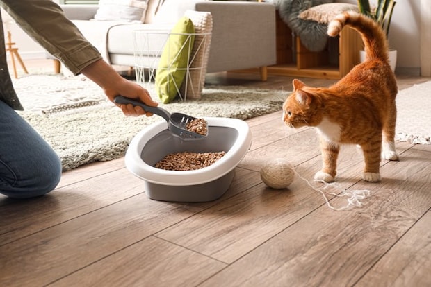 トイレ掃除をする人とそれを見にくる猫