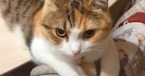 名前を呼んでも『全然返事しない猫』に『ごはん食べる？』と聞くと……笑ってしまう展開が22万再生の反響「可愛すぎるｗ」「わかるんだね」