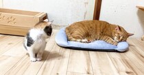 ベッドで眠ろうとする兄猫を『見つめる子猫』→近づいたかと思ったら…とんでもなく尊い光景が13万再生「なんて可愛いんだ」「微笑ましい」