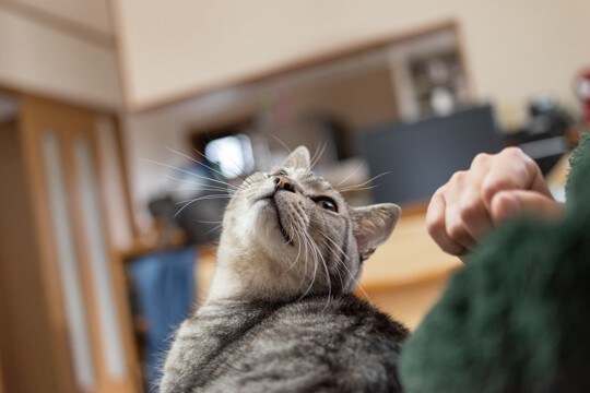 猫が飼い主に『叶えてほしい』と願うこと3選　愛猫の幸せを実現するための方法も