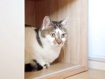 『病院に行く』と思い込む元野良猫→勘違いだと気づいた瞬間…『あからさますぎる態度の変化』に反響「見てて元気になる」「めっちゃ遊ぶやん」