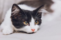 首相官邸のネズミ捕り主任　「15年間、活躍を続けるLarry」と、「その前任猫」　英国