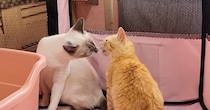 同じ日にやってきた『2匹の保護子猫』→いっしょに過ごすようになって…変化していく様子に「感動で泣いちゃった」「運命の出会い」と19万再生